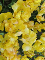 Парк цветов Кёкенхоф - Сад Европы